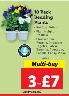 10 Pack Bedding Plants