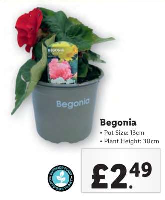 Begonia