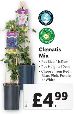 Clematis Mix