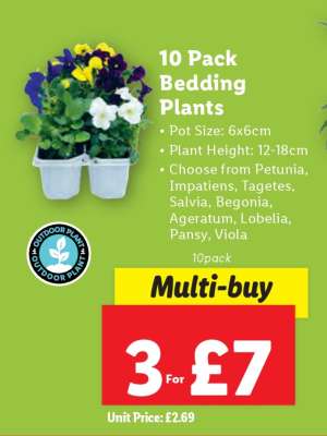 10 Pack Bedding Plants