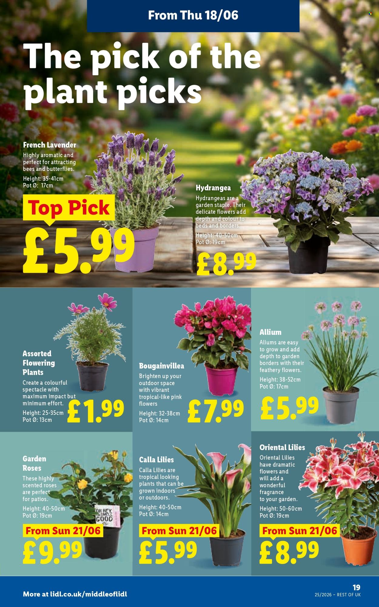 Lidl offer  - 18.6.2026 - 24.6.2026. Page 21. Page 21