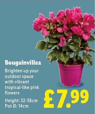 Bougainvillea