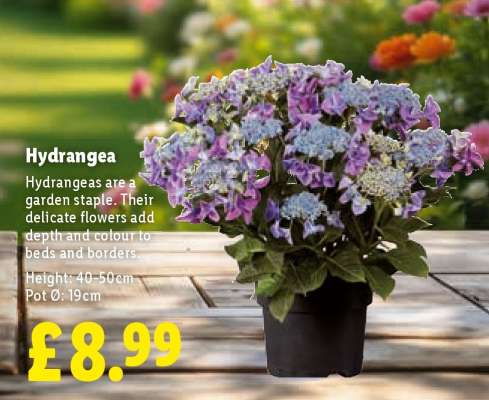 Hydrangea