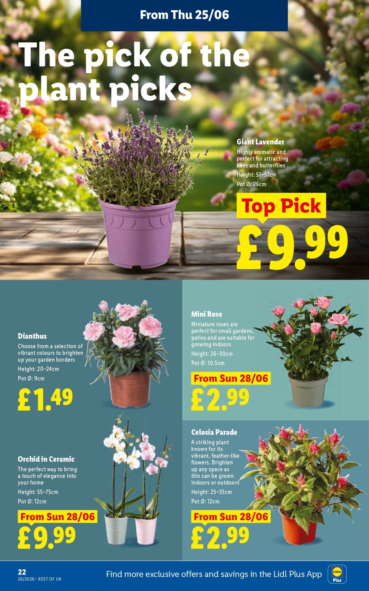 Lidl offer  - 25.6.2026 - 1.7.2026. Page 26. Page 26