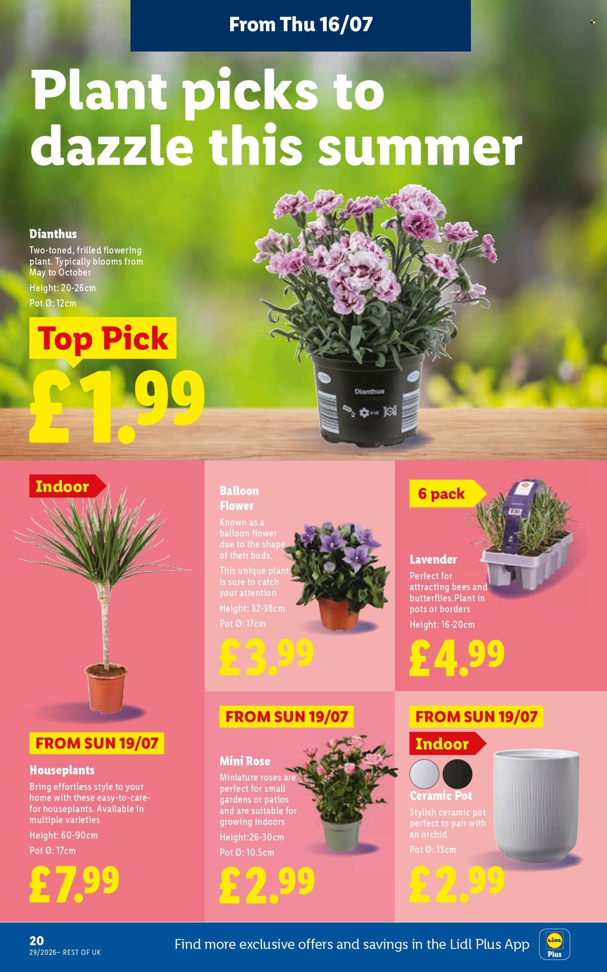 Lidl offer  - 16.7.2026 - 22.7.2026. Page 22. Page 22