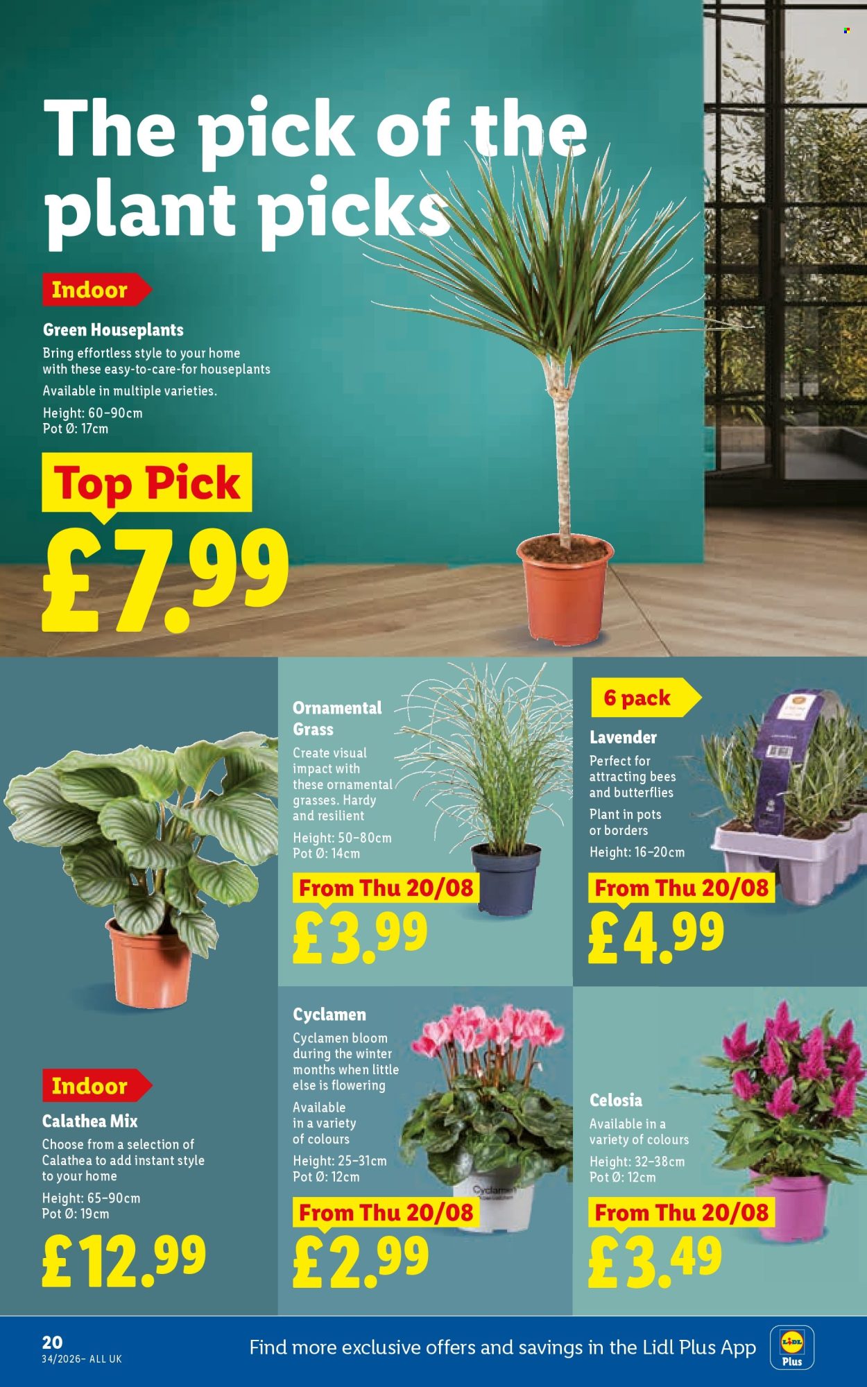 Lidl offer  - 20.8.2026 - 26.8.2026. Page 24. Page 24