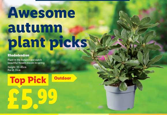 Rhododendron