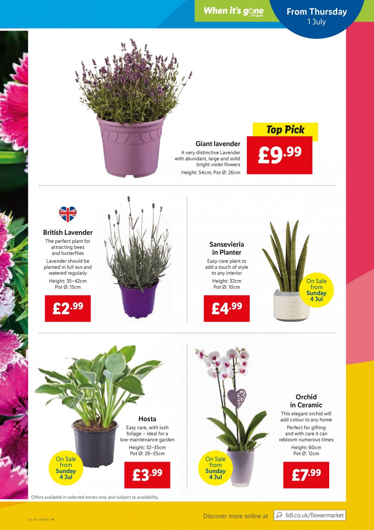 Lidl offer . Page 17.